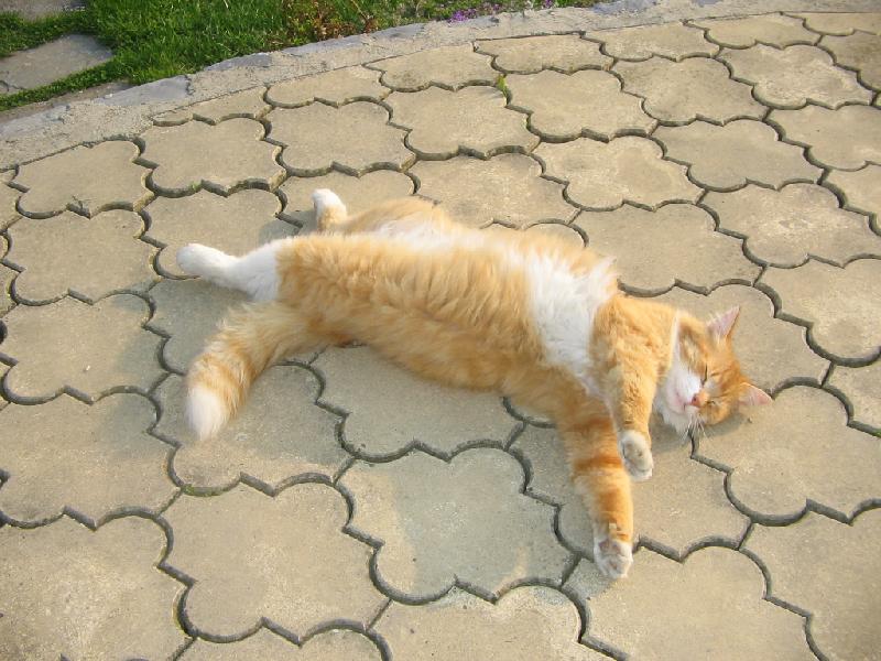 Foto: Selkirk-rex-N� Selkirk-rex - 1