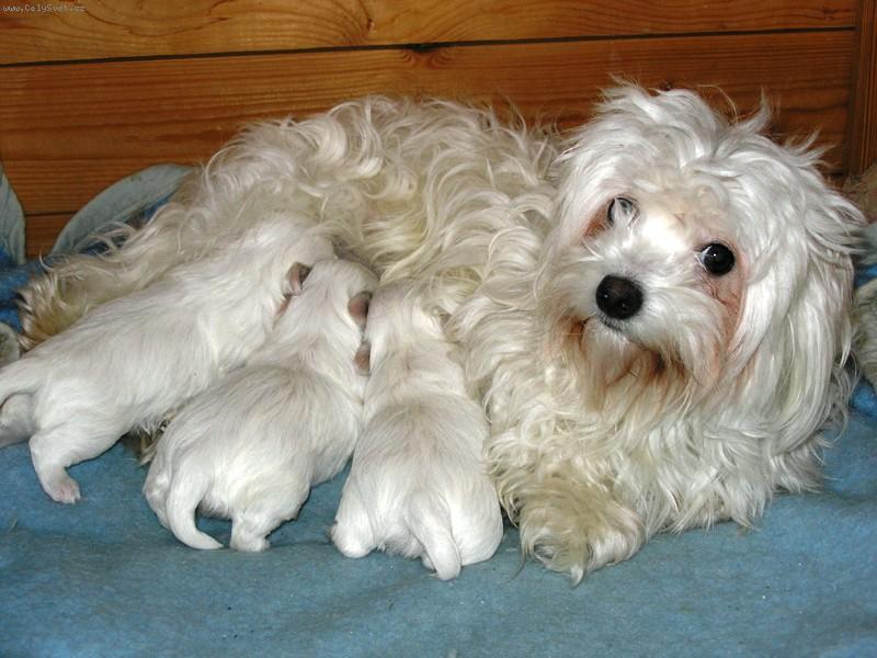 Foto: LILI-LILI A JEJ DETI