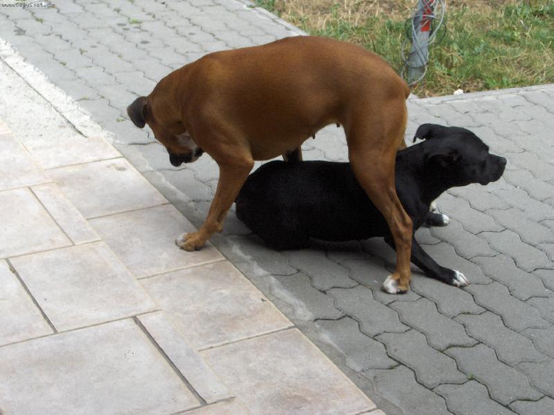 Foto: Donna so stafbulkou Borkou