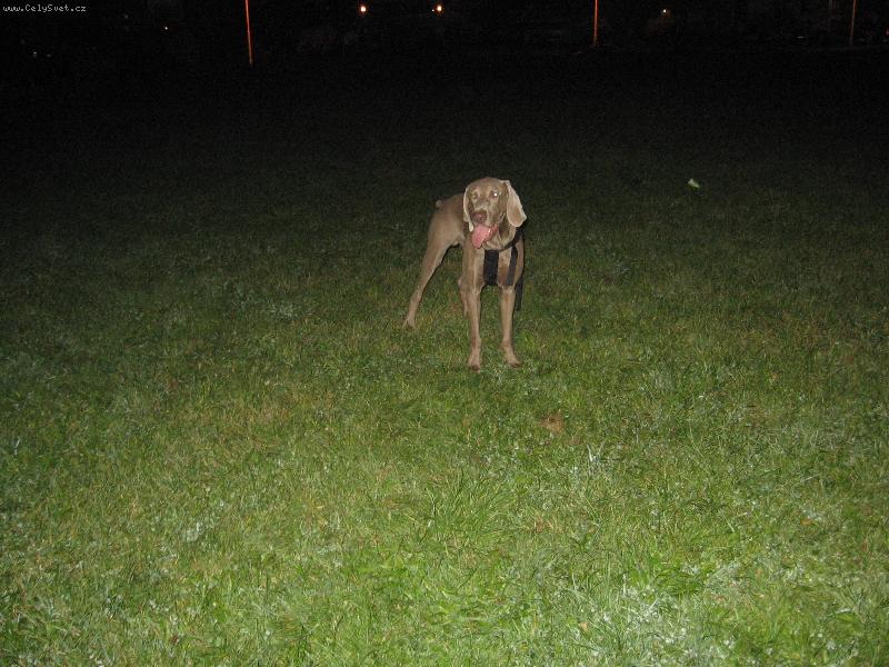 Foto: ARCHIE-Archie-9 m�s�c�