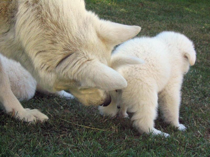 Foto: B�l� ov��k