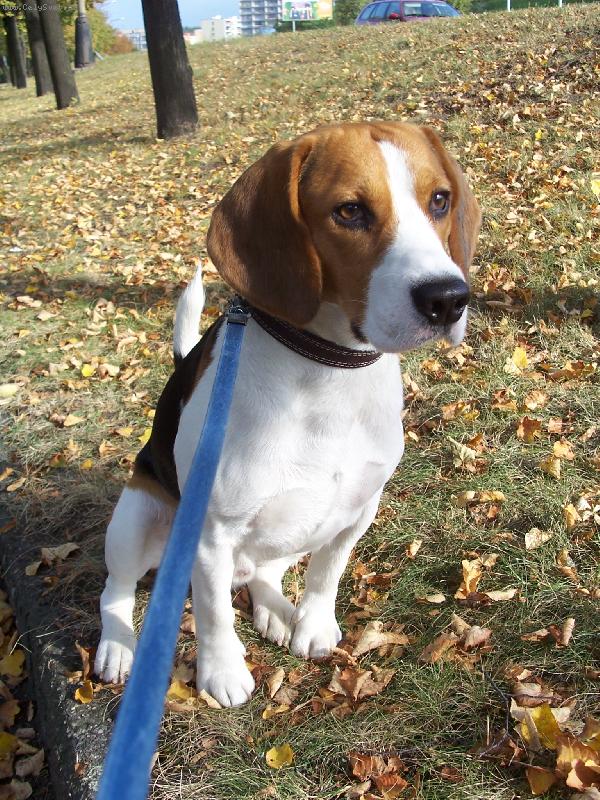 Foto: ozz��k-na proch�zce v ��jnu