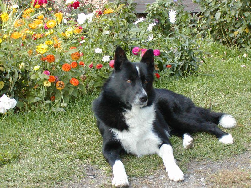 Foto: Karel�k Ikar Nalle Bohemia