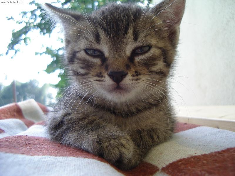 Foto: �MUDLIK-Ny n�