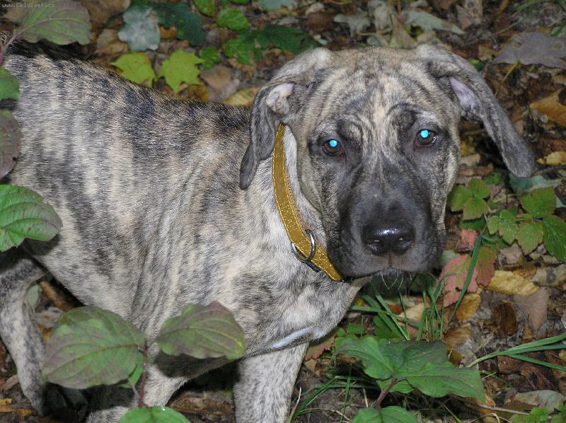 Foto: Na proch�zce...-Jessi, 5 m�s�c�