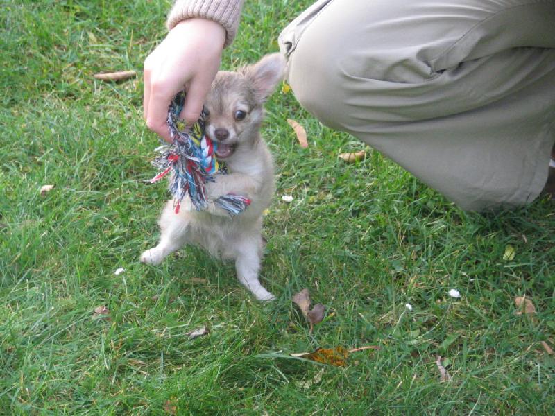 Foto: �ivava-Verdi boy Abonito