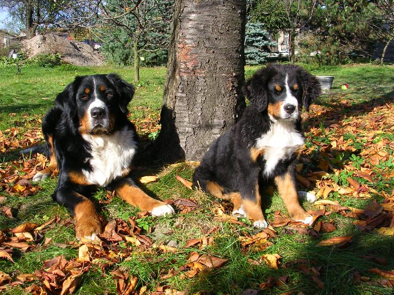 Foto: Max a Sam-nejlep�� kamar�di