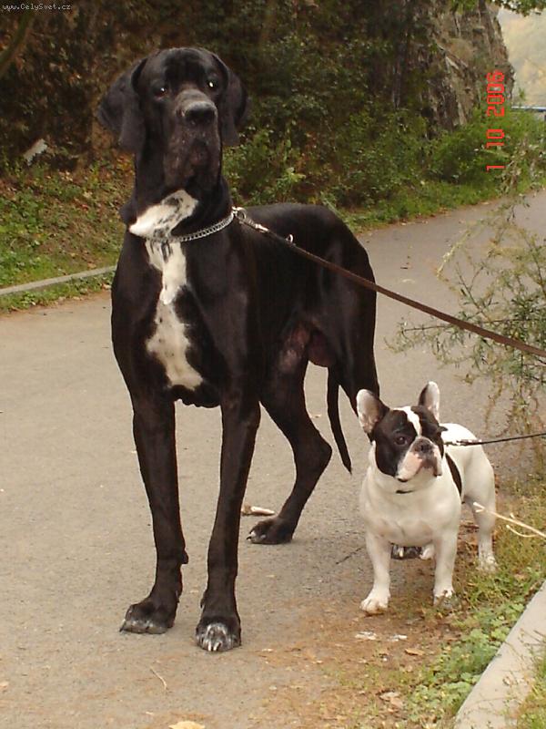 Foto: Cyrillius Regia Uttis + star�� br�cha