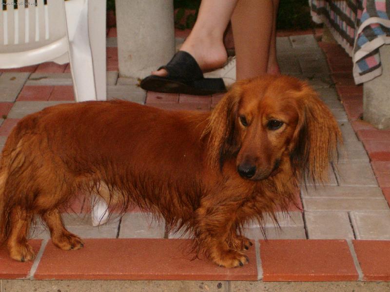 Foto: britysek 3-po koupani:)