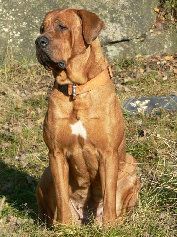 Foto: Bryuschi Diamant severu-21 m�s�c�