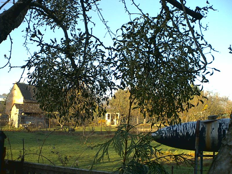 Foto: jmel� na m� zahrad�