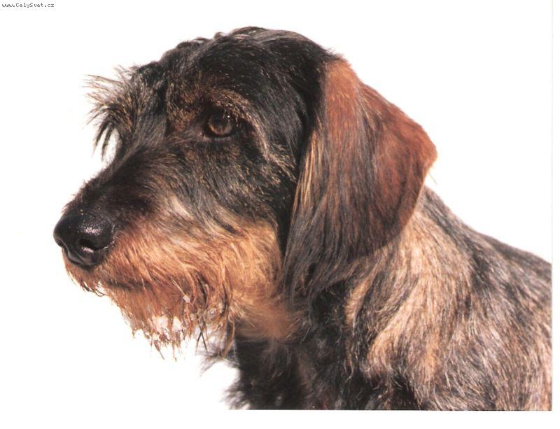 Foto: G�bi Staccato Bohemia