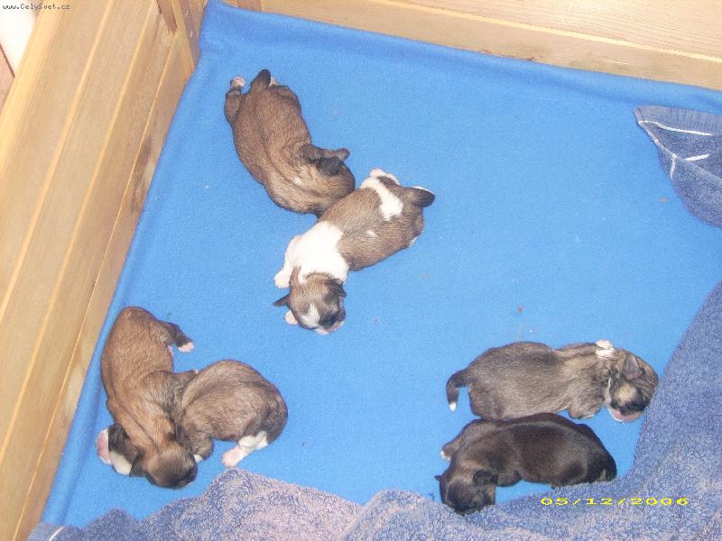 Foto: �t�natka-�t�natka t�den star�