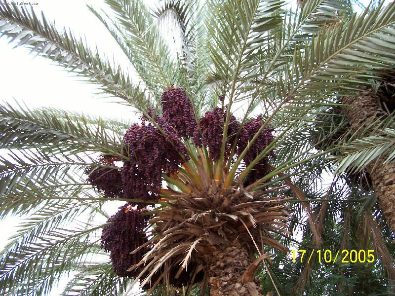 Foto: Datlov� o�za-Bohat� �roda v datlov� o�ze