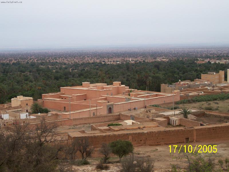 Foto: Datlov� o�za-20.000 datlov�ch palem �iv� 3 vesnice