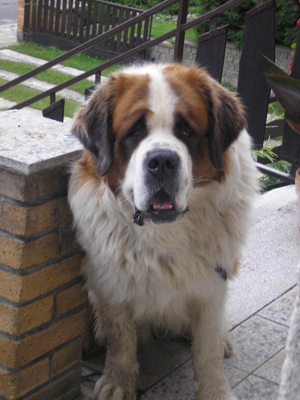 Foto: Bohou�ek-Kl�s�ou�k�....nekou�e...