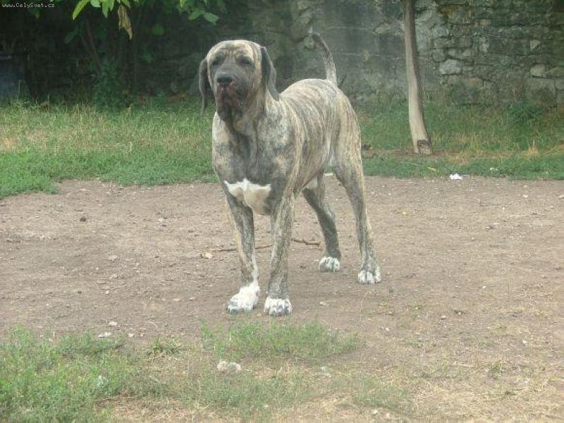 Foto: Mathew-Mathew je 4 roky stary statny pes