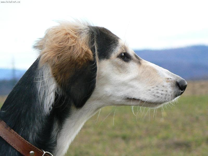 Foto: Aischaja Yrtep