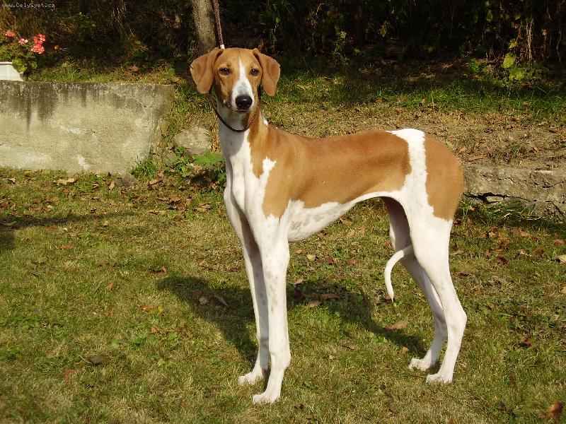 Foto: El Saoma Aggele