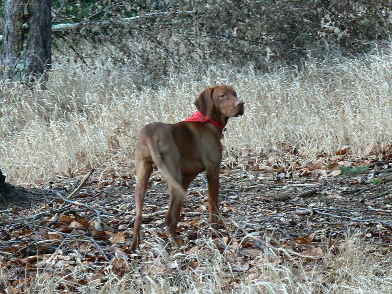 Foto: Paddy je r�d v lese