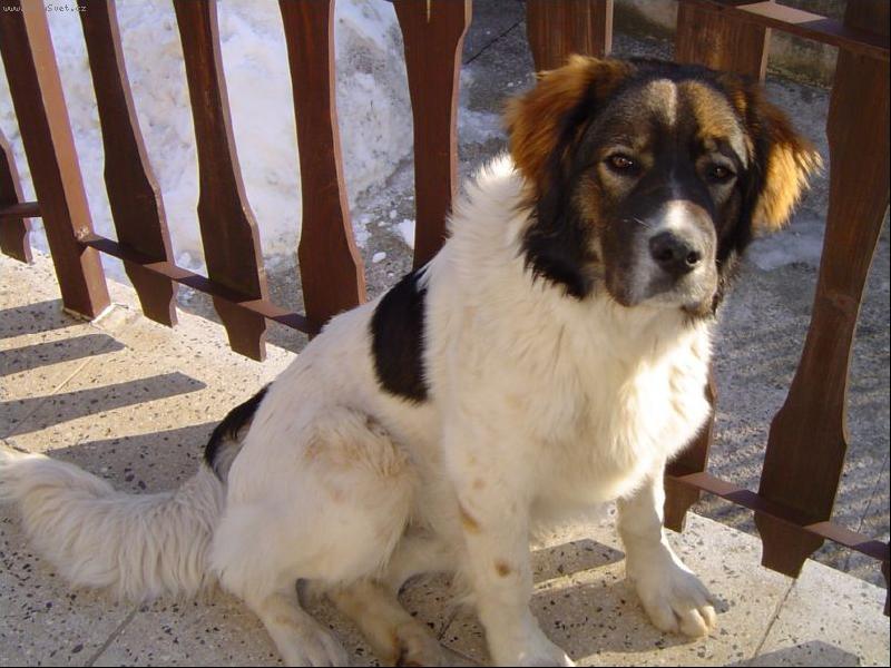 Foto: Barnab� Jakubsk� h�rka