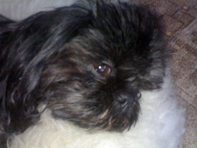 Foto: Lady-moje fene�ka... r�da spink� :-)