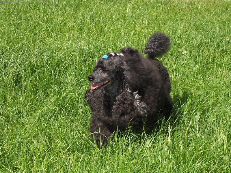 Foto: Toy Camaro Snoopy Merry World