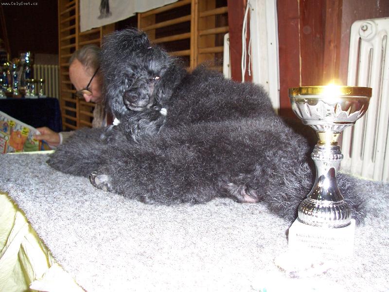 Foto: Zairo Black Narcis