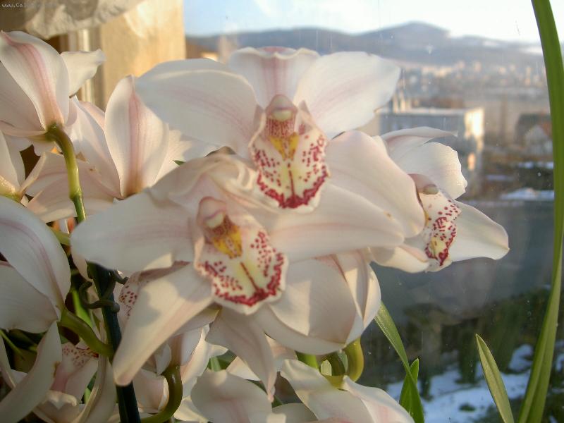 Foto: cymbidium