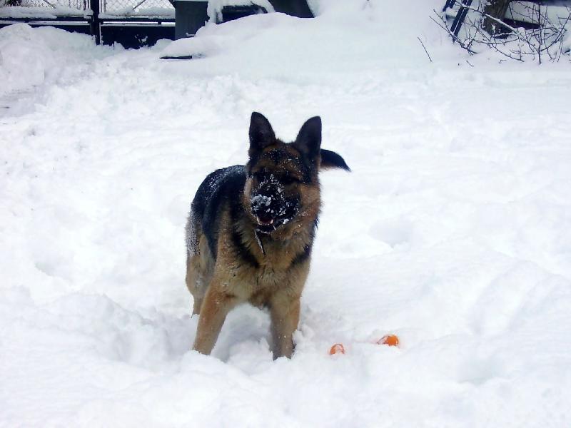 Foto: N�meck� ov��k