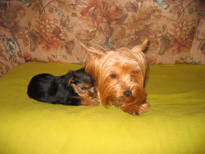 Foto: York��rsk� teri�r-Sindy se svoj� maminkou