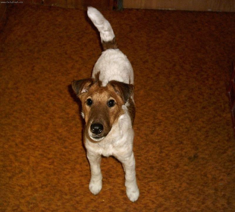 Foto: �ek�m na pamlsek-fenka -5 m�s�c�