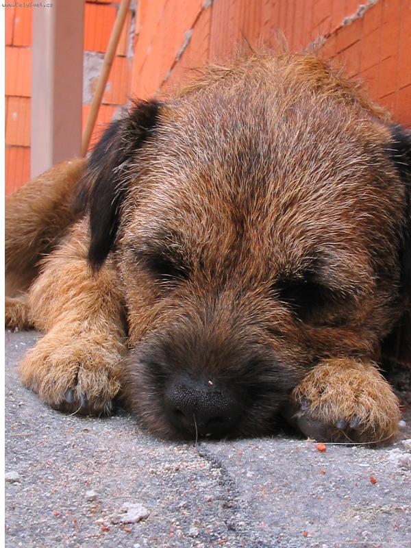 Foto: Anorek sp�-Anorek sp�