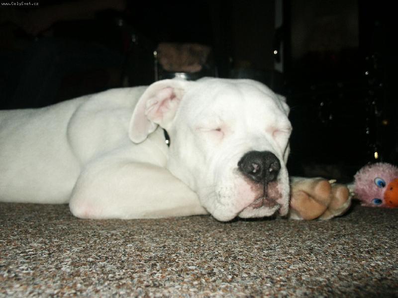 Foto: american bulldog