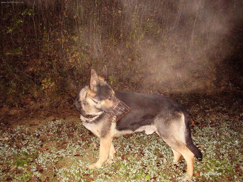 Foto: Roky-Nemeck� ov��k