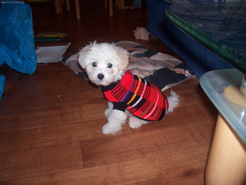 Foto: P�i�la zima...-Jdeme s Time�kem ven