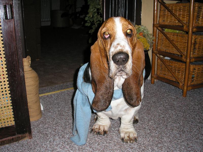 Foto: ��lu u� m�m ale sn�h nikde.