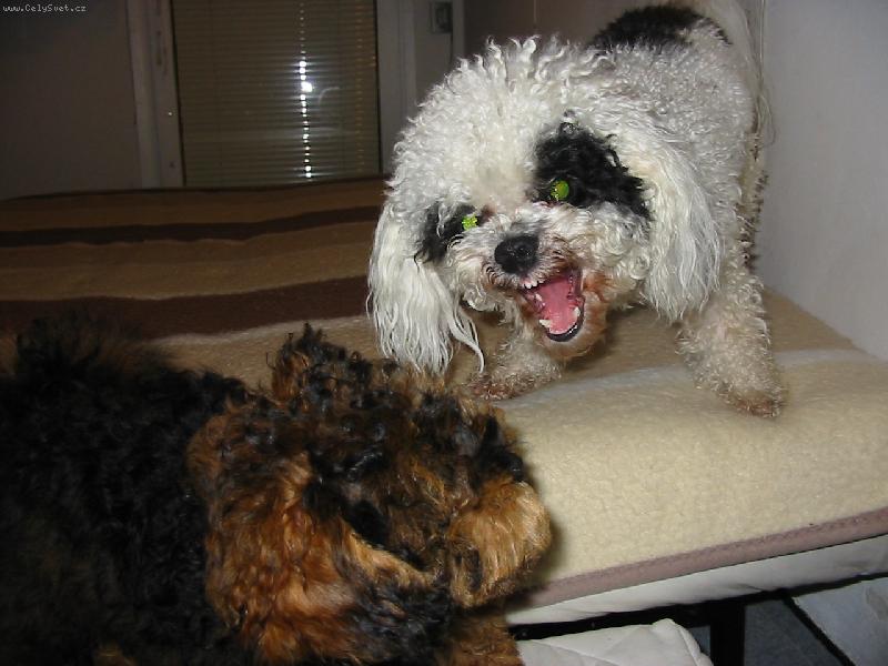 Foto: Denis v �toku na nov�ho kamar�da.-ATTACK