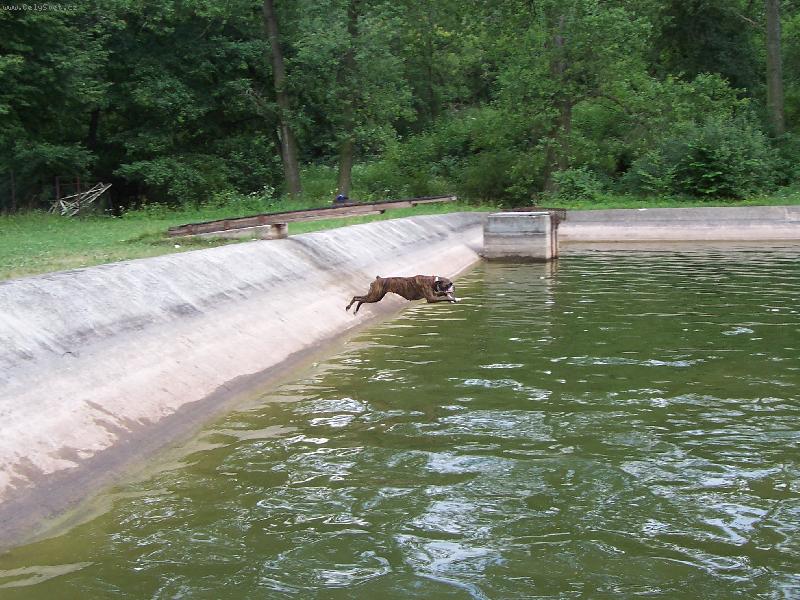 Foto: Pak �e boxer nem� r�d vodu :)