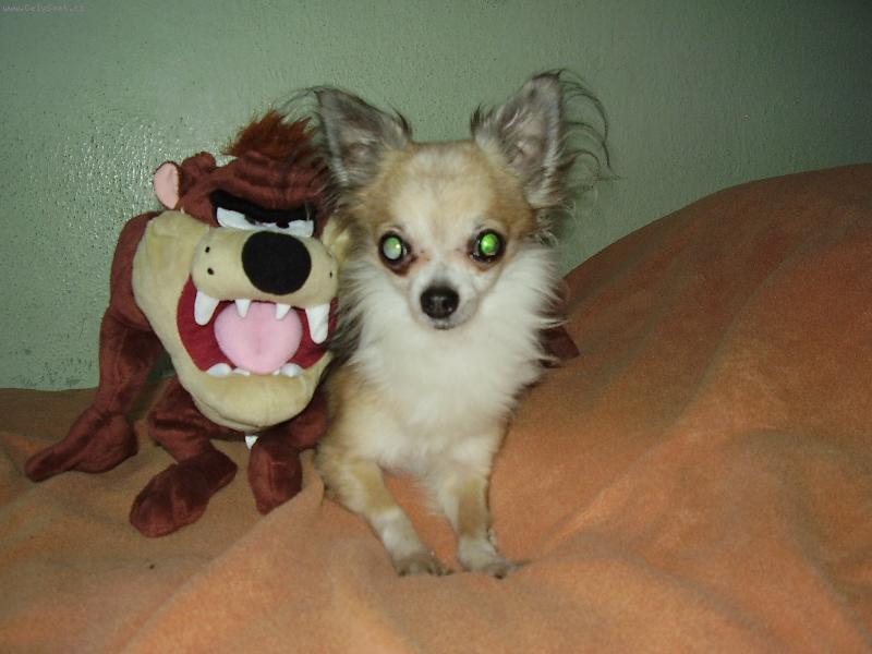 Foto: ad�mek ve sv�ch 9.5letech-j� a tazm�n