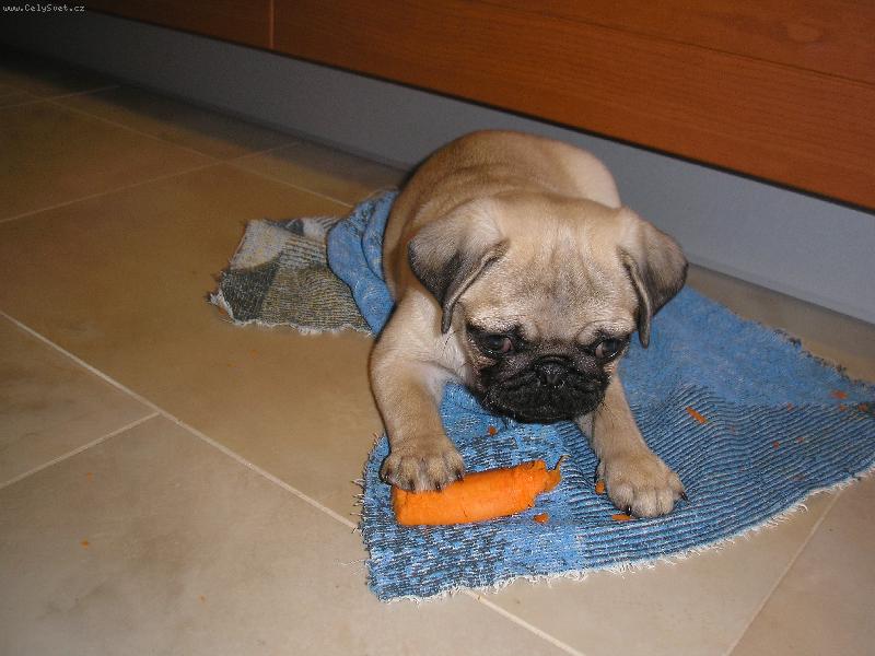 Foto: Ebinka s mrkvi�kou