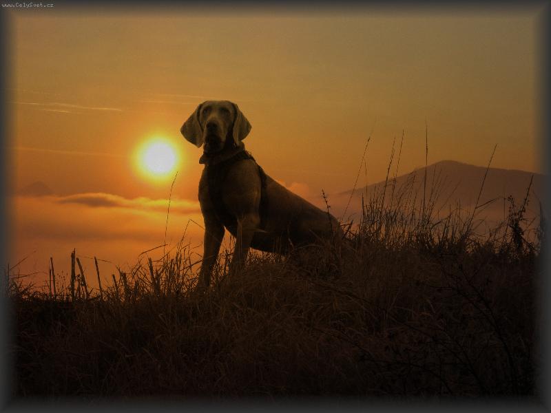 Foto: Archie �ek� na sn�h