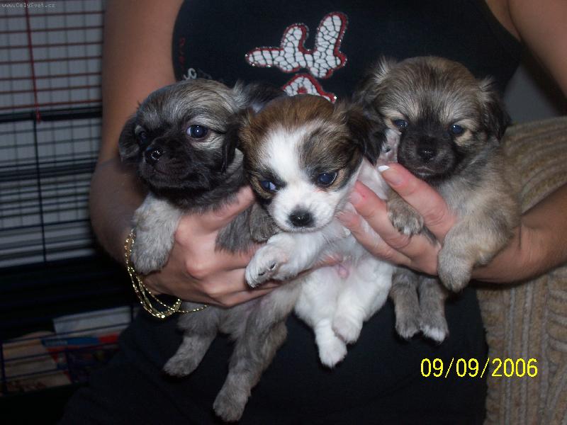 Foto: ps� nad�lka