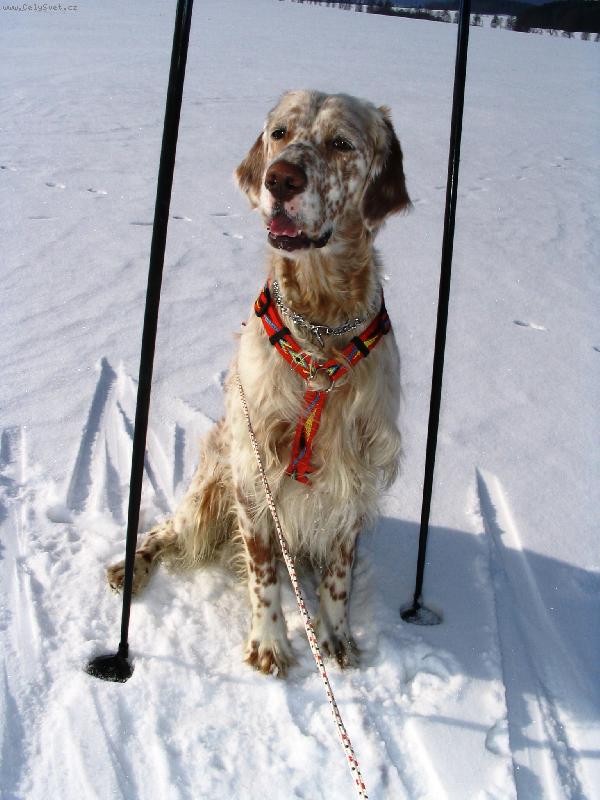 Foto: Frodo z Me�insk� h�jovny-Velk� sportovec