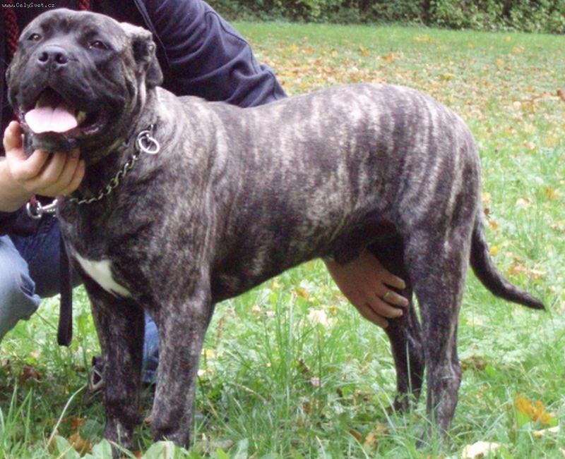 Foto: ALCAPONE BIANCA-MARCO-Alko, 7 m�s�c�