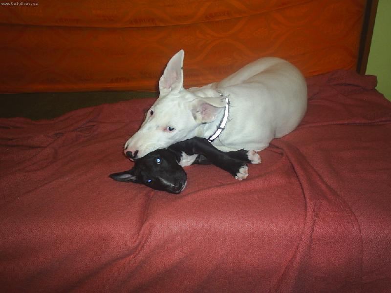 Foto: Jsme ti nej k�mo�i !!!-Danny a Ozzy