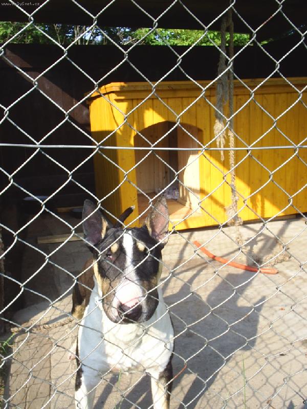 Foto: �iko-Tady bydl�m