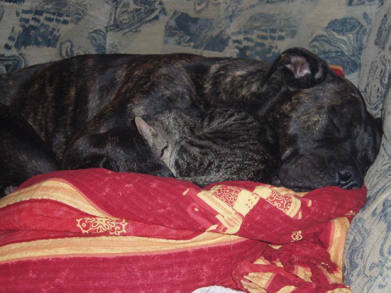 Foto: Dogo canario-Sam a jeho kocourek