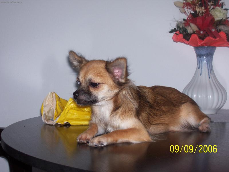 Foto: Here�ka-Majitel:Michal�ikov� Zdenka