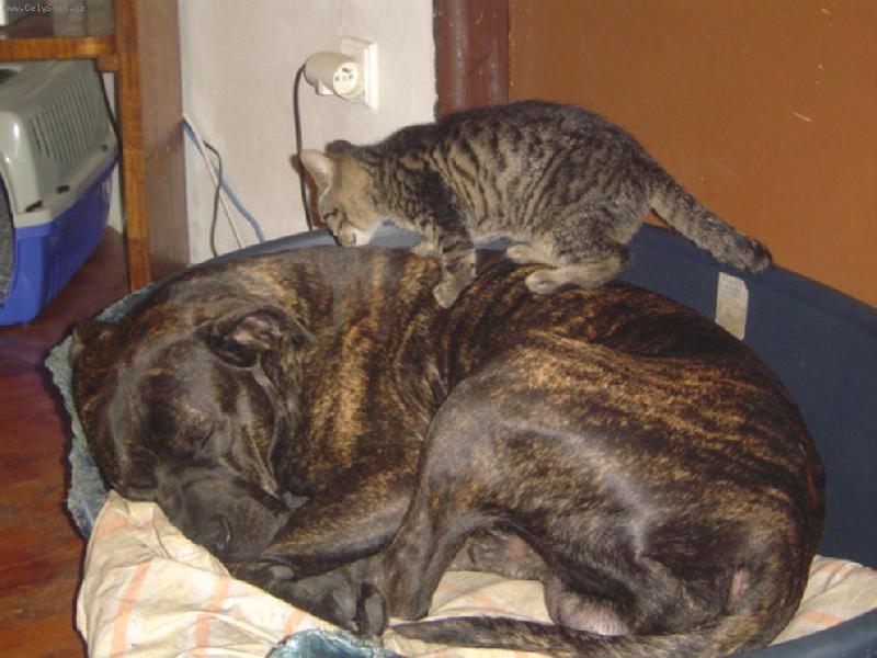 Foto: DC-Sam a kocourek